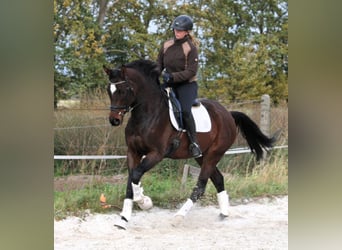 Deutsches Sportpferd, Stute, 5 Jahre, 168 cm, Brauner