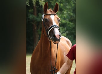Deutsches Sportpferd, Stute, 5 Jahre, 168 cm