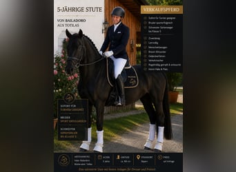Deutsches Sportpferd, Stute, 5 Jahre, 168 cm, Dunkelbrauner