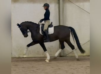 Deutsches Sportpferd, Stute, 5 Jahre, 168 cm, Dunkelbrauner