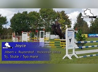 Deutsches Sportpferd, Stute, 5 Jahre, 168 cm, Dunkelbrauner