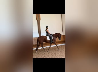 Deutsches Sportpferd, Stute, 5 Jahre, 168 cm, Dunkelfuchs