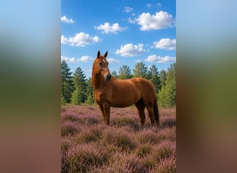 Deutsches Sportpferd, Stute, 5 Jahre, 168 cm, Fuchs