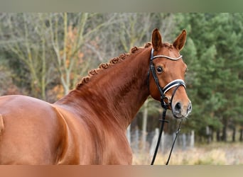 Deutsches Sportpferd, Stute, 5 Jahre, 168 cm, Fuchs