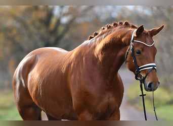 Deutsches Sportpferd, Stute, 5 Jahre, 168 cm, Fuchs