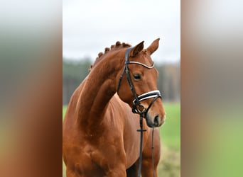 Deutsches Sportpferd, Stute, 5 Jahre, 168 cm, Fuchs