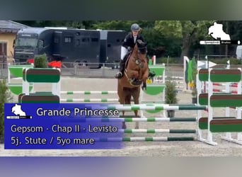 Deutsches Sportpferd, Stute, 5 Jahre, 168 cm, Fuchs