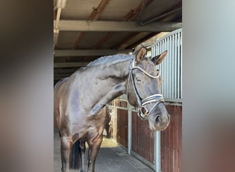 Deutsches Sportpferd, Stute, 5 Jahre, 168 cm, Rappe