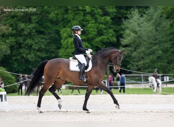 Deutsches Sportpferd, Stute, 5 Jahre, 168 cm, Rotbrauner