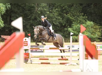Deutsches Sportpferd, Stute, 5 Jahre, 168 cm, Schimmel
