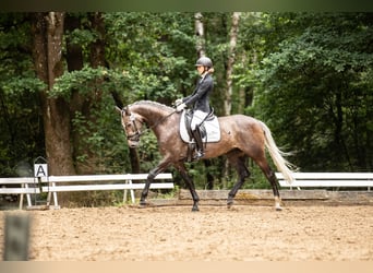 Deutsches Sportpferd, Stute, 5 Jahre, 168 cm, Schimmel