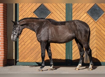 Deutsches Sportpferd, Stute, 5 Jahre, 168 cm, Schimmel