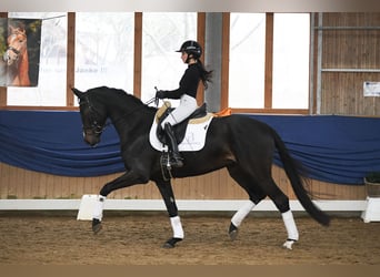 Deutsches Sportpferd, Stute, 5 Jahre, 168 cm, Schwarzbrauner