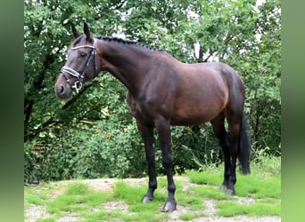 Deutsches Sportpferd, Stute, 5 Jahre, 168 cm, Schwarzbrauner