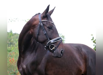 Deutsches Sportpferd, Stute, 5 Jahre, 168 cm, Schwarzbrauner