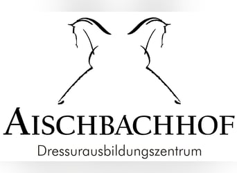 Deutsches Sportpferd, Stute, 5 Jahre, 169 cm, Brauner