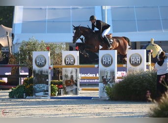 Deutsches Sportpferd, Stute, 5 Jahre, 169 cm, Brauner