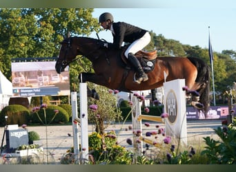 Deutsches Sportpferd, Stute, 5 Jahre, 169 cm, Brauner