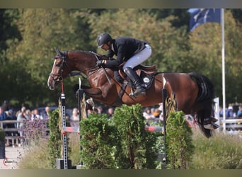 Deutsches Sportpferd, Stute, 5 Jahre, 169 cm, Brauner