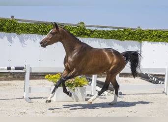 Deutsches Sportpferd, Stute, 5 Jahre, 169 cm, Brauner