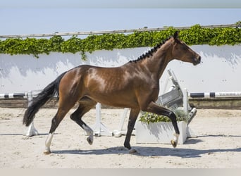 Deutsches Sportpferd, Stute, 5 Jahre, 169 cm, Brauner