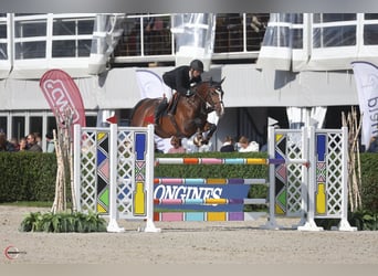 Deutsches Sportpferd, Stute, 5 Jahre, 169 cm, Brauner