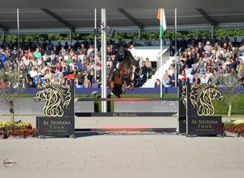 Deutsches Sportpferd, Stute, 5 Jahre, 169 cm, Brauner