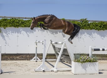Deutsches Sportpferd, Stute, 5 Jahre, 169 cm, Brauner