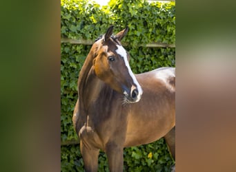 Deutsches Sportpferd, Stute, 5 Jahre, 169 cm, Brauner