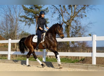 Deutsches Sportpferd, Stute, 5 Jahre, 169 cm, Dunkelbrauner