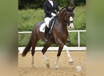 Deutsches Sportpferd, Stute, 5 Jahre, 169 cm, Dunkelfuchs