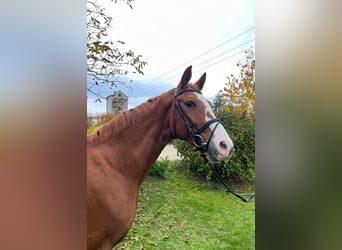 Deutsches Sportpferd, Stute, 5 Jahre, 169 cm, Fuchs