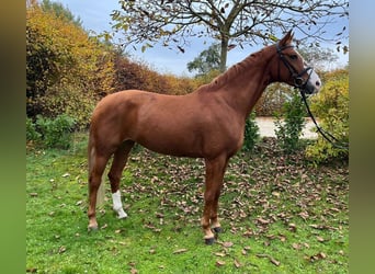 Deutsches Sportpferd, Stute, 5 Jahre, 169 cm, Fuchs