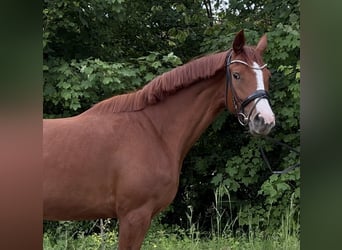 Deutsches Sportpferd, Stute, 5 Jahre, 169 cm, Fuchs