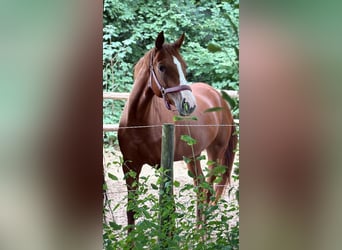 Deutsches Sportpferd, Stute, 5 Jahre, 169 cm, Fuchs
