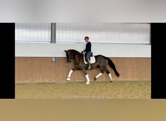 Deutsches Sportpferd, Stute, 5 Jahre, 169 cm, Rappe