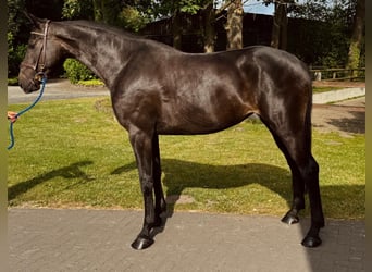 Deutsches Sportpferd, Stute, 5 Jahre, 169 cm, Rappe