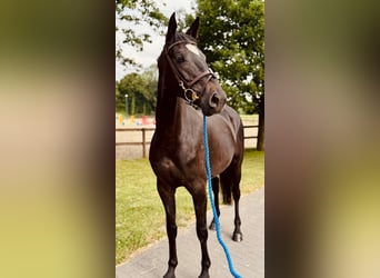 Deutsches Sportpferd, Stute, 5 Jahre, 169 cm, Rappe