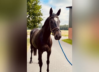 Deutsches Sportpferd, Stute, 5 Jahre, 169 cm, Rappe