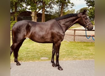 Deutsches Sportpferd, Stute, 5 Jahre, 169 cm, Rappe