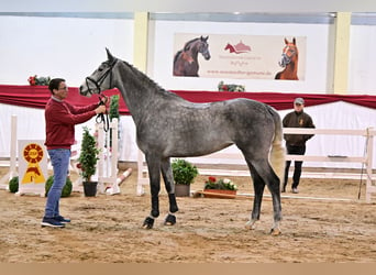 Deutsches Sportpferd, Stute, 5 Jahre, 169 cm, Schimmel