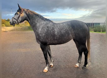 Deutsches Sportpferd, Stute, 5 Jahre, 170 cm, Apfelschimmel