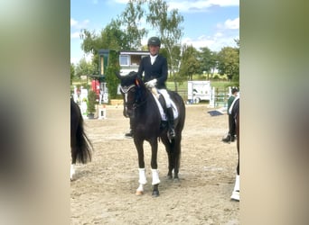 Deutsches Sportpferd, Stute, 5 Jahre, 170 cm, Brauner