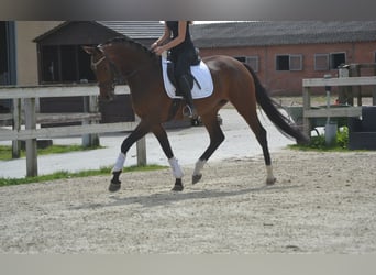 Deutsches Sportpferd, Stute, 5 Jahre, 170 cm, Brauner