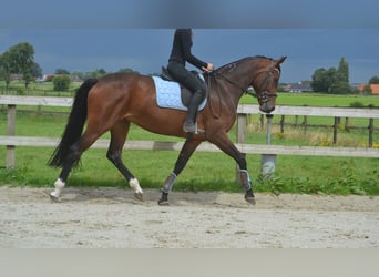 Deutsches Sportpferd, Stute, 5 Jahre, 170 cm, Brauner