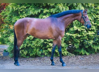 Deutsches Sportpferd, Stute, 5 Jahre, 170 cm, Brauner