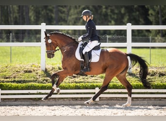 Deutsches Sportpferd, Stute, 5 Jahre, 170 cm, Brauner