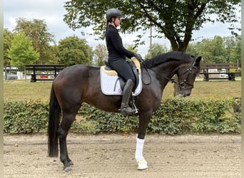 Deutsches Sportpferd, Stute, 5 Jahre, 170 cm, Brauner