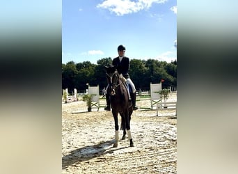 Deutsches Sportpferd, Stute, 5 Jahre, 170 cm, Brauner