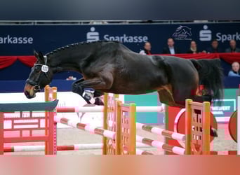 Deutsches Sportpferd, Stute, 5 Jahre, 170 cm, Brauner